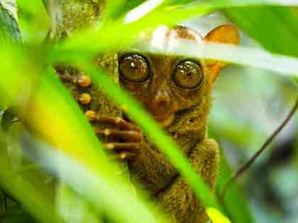 The Tarsier, a small primate found in the Philippines